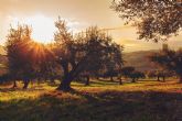 La Comunidad celebrará el 30 de enero junto al sector 'Un brindis por el olivo' con motivo del final de la cosecha
