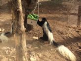 Terra Natura Murcia refuerza el bienestar animal a trav�s de programas de enriquecimiento ambiental