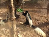 El parque zool�gico municipal Terra Natura refuerza sus programas de enriquecimiento ambiental para fomentar el bienestar animal