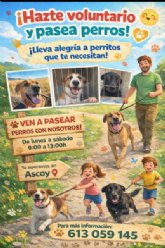 Se buscan voluntarios para pasear a los perros de la perrera municipal situada en Ascoy