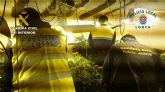 La Guardia Civil y la Policía Local desmantelan un nuevo punto de cultivo de marihuana en Lorca