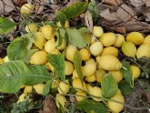 El limón de Europa producido en España consigue la huella hídrica más baja del sector hortofrutícola