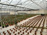 Más de 15.000 plantas ornamentales llenarán de color los parques y jardines de todo el municipio de Lorca esta primavera