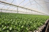 Cultivos hidropónicos, la apuesta de Primaflor por una agricultura más sostenible