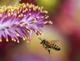 Consejos para sobrellevar la alergia al polen en una primavera distinta