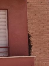 Recomendaciones bsicas en caso de detectar la aparicin de enjambres de abejas