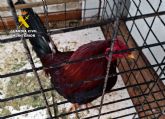 La Guardia Civil investiga a dos vecinos de Cieza por mutilar gallos de pelea