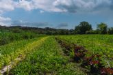 Suelo, resiliencia clim�tica, biodiversidad, digitalizaci�n y mundo rural: los cinco ejes del Foro Regenera Iberia 2026