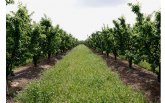 UPA pronostica una “escasísima” producción de fruta este verano