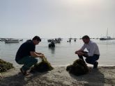 La Comunidad retira más de 10.500 toneladas de biomasa del Mar Menor para evitar que afecte al estado de su ecosistema