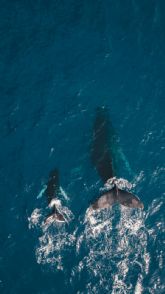 D�a Mundial de las Ballenas y los Delfines: ONG piden reforzar la protecci�n de los mam�feros marinos