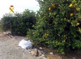 La Guardia Civil desmantela un nutrido grupo delictivo dedicado a la sustracción de limones en el Valle del Guadalentín