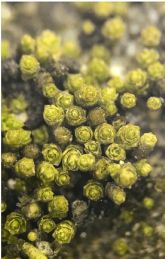 Investigadores de la UMU descubren una nueva especie de musgo en el desierto de Atacama