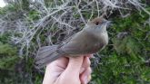 ANSE anilla 2400 aves migradoras en isla Grosa