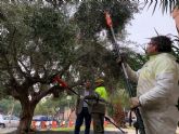 El Ayuntamiento destinar el aceite que se obtenga de la recogida de aceituna de los olivos municipales para fines benficos