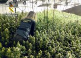 Desmantelan una plantación de marihuana en un almacén de Totana