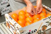 Bollo International Fruits y The Natural Fruit Company caminarn juntas