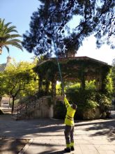 La procesionaria del pino: el enemigo silencioso de nuestros bosques y jardines