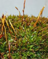 Un equipo de la UMU descubre una especie de musgo exclusiva de la Regi�n de Murcia