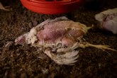 Una ONG espanola destapa un escándalo europeo de maltrato animal en una de las mayores macrogranjas avícolas de Italia