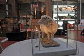 Dolly la oveja, como primer mamífero en ser clonado de una célula adulta, es el clon más famoso del mundo