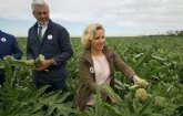 La Regin de Murcia acoge el 50 por ciento de la produccin de alcachofa de España