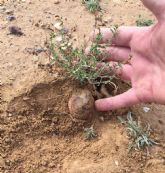 Una investigación de la UMU describe por primera vez la forma en que se reproduce la trufa del desierto