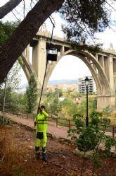 La oruga procesionaria: una plaga que hay que combatir durante todo el ano y no solo cuando llega la primavera