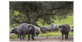 La montanera, la �poca de oro del cerdo ib�rico