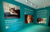 Purina abre un espacio inmersivo en Madrid para concienciar sobre c�mo un sesgo humano puede influir en la adopci�n de gatos