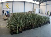 La Guardia Civil desmantela una organizacin criminal dedicada al cultivo y venta de marihuana