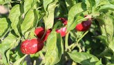 El pimiento de bola y la trampa del nombre: Cómo Totana aprendió que la etiqueta no garantiza el producto El pimiento de bola y la trampa del nombre: Cómo Totana aprendió que la etiqueta no garantiza el producto