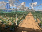 La Polica Nacional desmantela tres invernaderos destinados al cultivo de cannabis sativa con unas 20.000 plantas