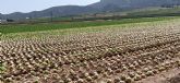 Salvemos el Arab y Comarca: 'Decenas de miles de lechugas abandonadas en dos fincas de yecla y jumilla'