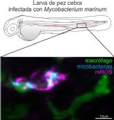 Un investigador UMU identifica una respuesta en el husped que incrementa la patognesis de la tuberculosis