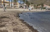 El PP de �guilas pide modificar el decreto de protecci�n de la posidonia para garantizar el acceso al ba&ntilde;o en Calabardina