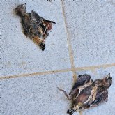 AMACOPE pide a los vecinos que pongan bebederos con agua para los pjaros