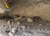 La Guardia Civil rescata a varios cachorros en una zona abrupta de Santomera