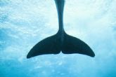 El 23 de julio se celebra a nivel mundial el D�a dedicado a las Ballenas y los Delfines