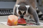 Terra Natura Murcia refresca a sus animales con helados adaptados a su dieta durante el verano