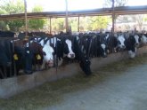 Las 25 vaqueras existentes en la Regin producen 55 millones de litros al año