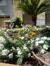 El Gobierno municipal agradece la labor de los empleados pblicos en hacer que Cieza luzca bonita y segura durante las fiestas patronales