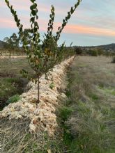 La Comunidad inicia en Sierra Espu&ntilde;a un proyecto piloto para reutilizar la lana local como acolchado natural en cultivos y reforestaciones