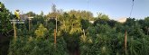 La Guardia Civil desmantela una plantación de marihuana en Totana
