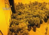 La Guardia Civil desmantela en Murcia una plantacin indoor de marihuana y detiene a su responsable