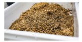 Satisfaccin en el sector espanol de cra de insectos tras el nuevo Reglamento de la UE para el uso de protenas animales en alimentacin de cerdos y aves