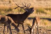 Los ciervos de Terra Natura Murcia comienzan la temporada de berrea