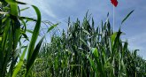 El control temprano de malas hierbas en el campo reduce costes y mejora la rentabilidad de los cereales de invierno en Espana