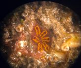 Fundacin Ona Futura presenta el primer ensayo mediterrneo que valida el uso de materiales sostenibles para la regeneracin marina