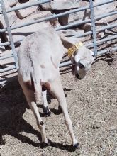 La enfermedad de la lengua azul del ovino contina haciendo estragos en el noroeste de la Regin de Murcia